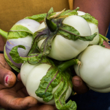 Formação de Formadores: Introdução à Agroecologia