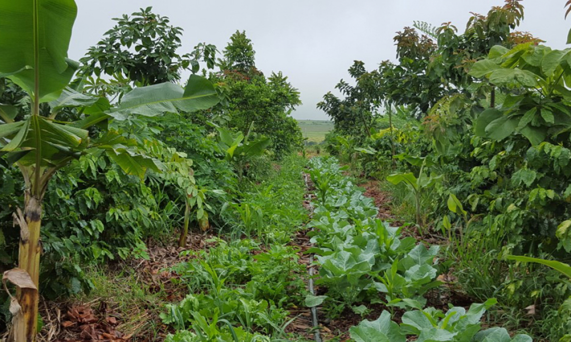Agroecologia e Mudanças Climáticas 